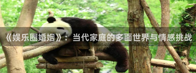 壹号平台娱乐：《娱乐圈婚姻》：当代家庭的多面世界与情感挑战