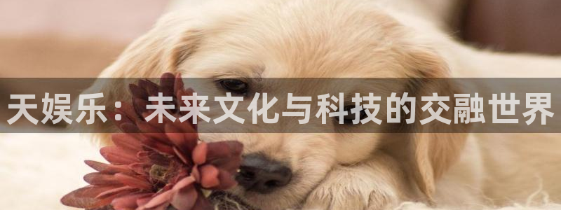 壹号大舞台入口：天娱乐：未来文化与科技的交融世界