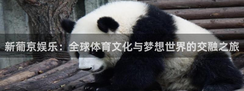 壹号娱乐平台app下载：新葡京娱乐：全球体育文化与梦想世界的交融之旅